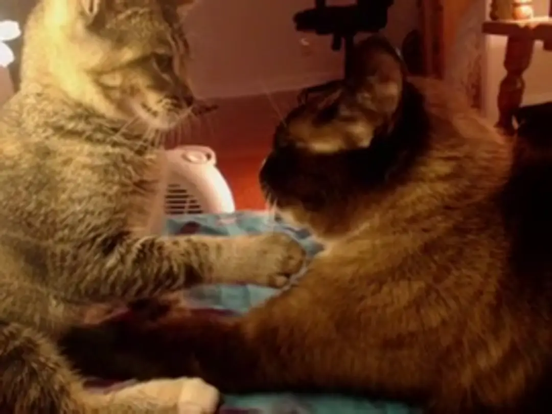 DaxAnais video #58015