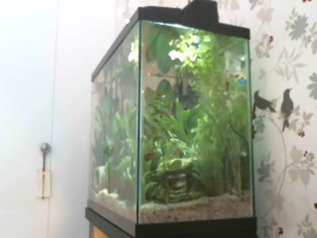 KatieBelle video #61090