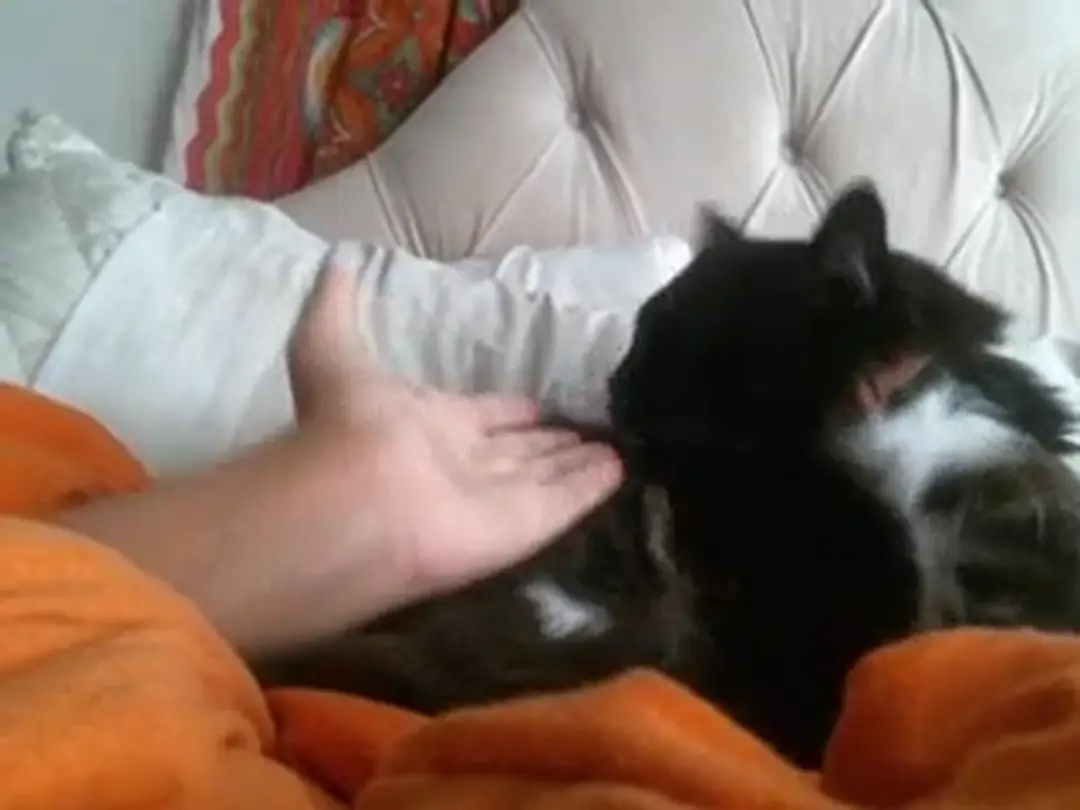 XavierA video #92539