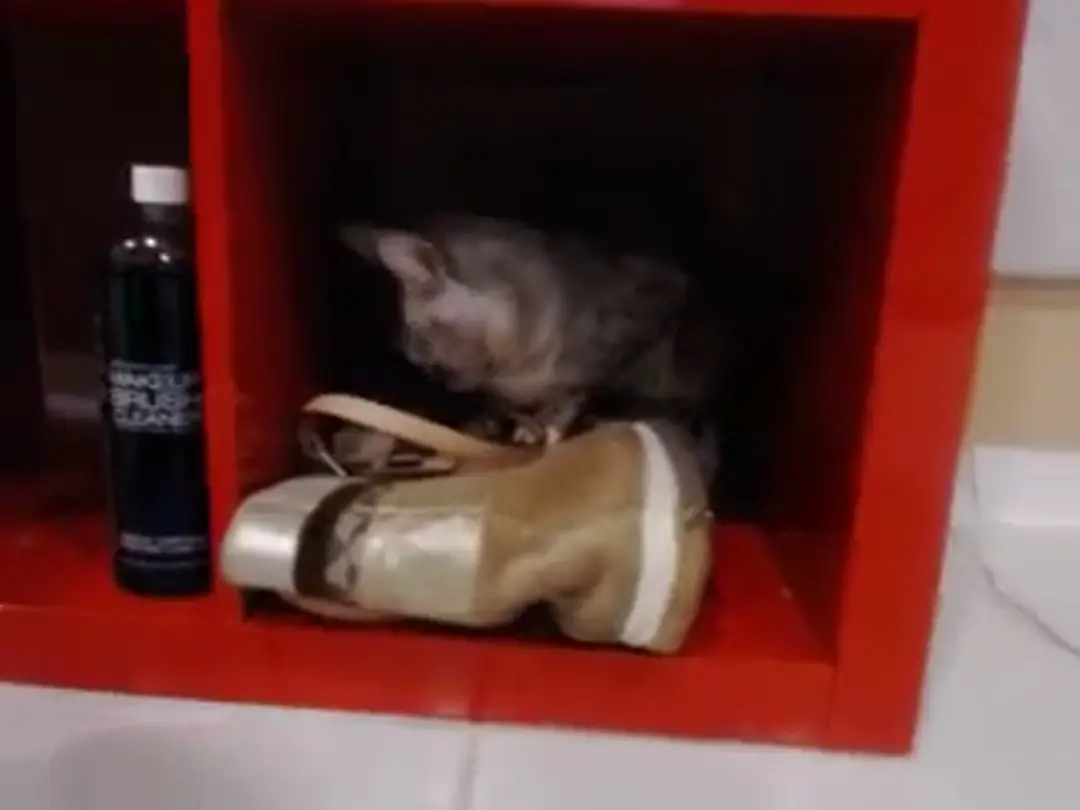 AllieBay video #37760