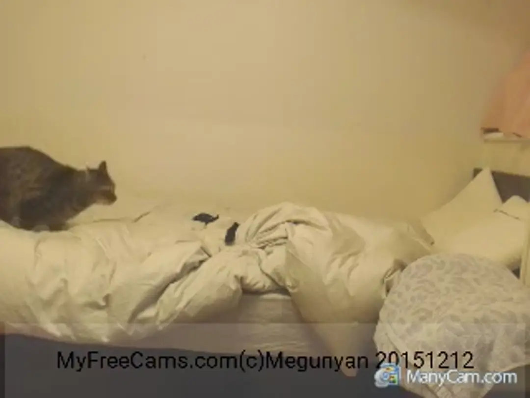 Megunyan show preview