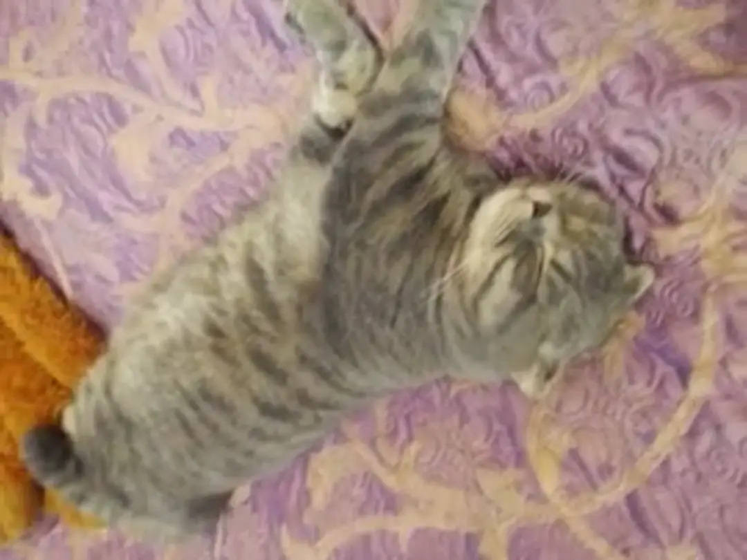 Video #78661 by Petite_fille