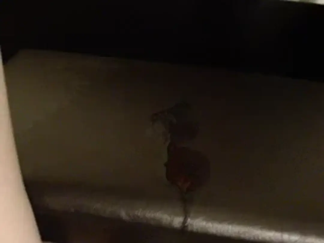 Video #40465 by AphiaDeMieux