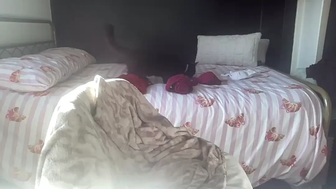 petitebabixo show preview